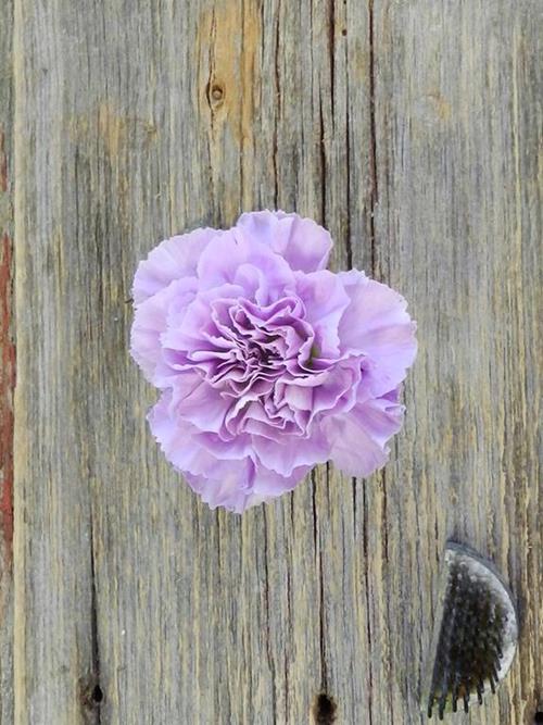 MOONAQUA  LAVENDER CARNATIONS